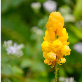 Cassia didymobotrya "alata". Viveros Gonzalez. Natural Garden Centre Marbella