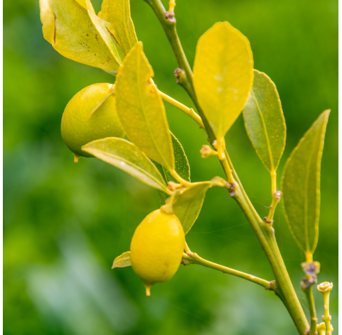 Citrus eustis "limequat" - Viveros gonzalez. Natural Garden Centre