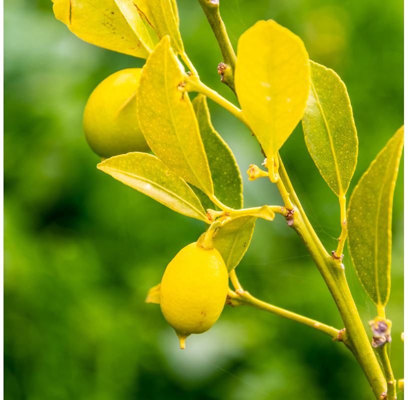 Citrus eustis "limequat"