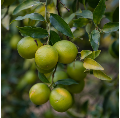 Citrus eustis "limequat" - Viveros gonzalez. Natural Garden Centre