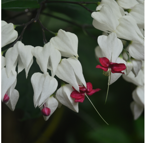 Clerodendrum. Viveros González Natural decor Centre Marbella
