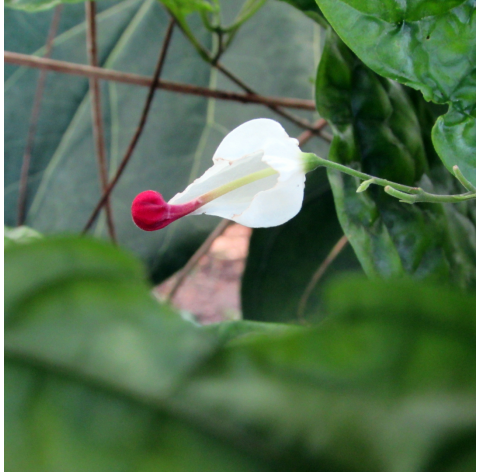 Clerodendrum. Viveros González Natural decor Centre Marbella