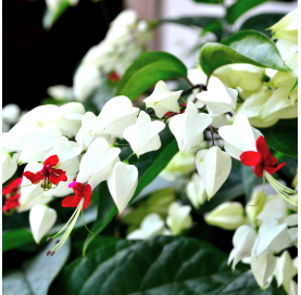 Clerodendrum. Viveros González Natural decor Centre Marbella