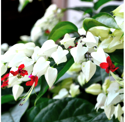 Clerodendrum. Viveros González Natural decor Centre Marbella