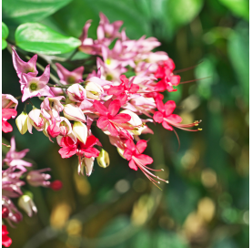 Clerodendrum. Viveros González Natural decor Centre Marbella