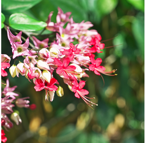 Clerodendrum. Viveros González Natural decor Centre Marbella