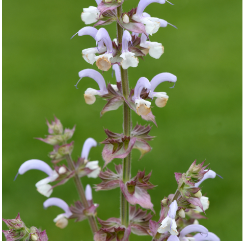 Salvia amistad. Viveros González. Natural Garden Centre Marbella