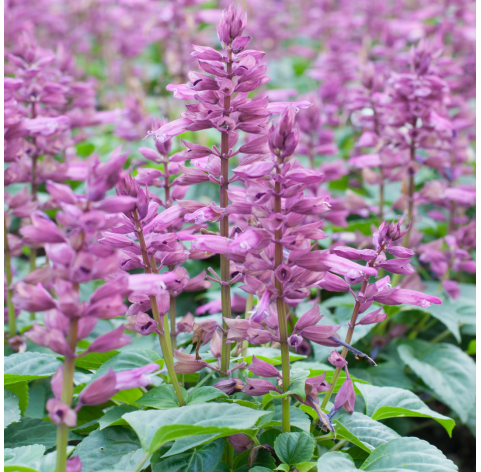 Salvia amistad. Viveros González. Natural Garden Centre Marbella