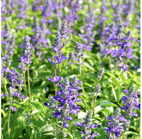 Salvia amistad. Viveros González. Natural Garden Centre Marbella