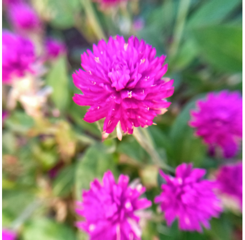 Gomphreina globosa. Viveros González. Natural Garden Centre Marbella