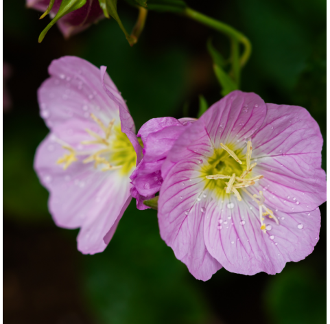 Oenothera siskiyou pink - Primavera rosada. Viveros González. Natural Garden Centre Marbella