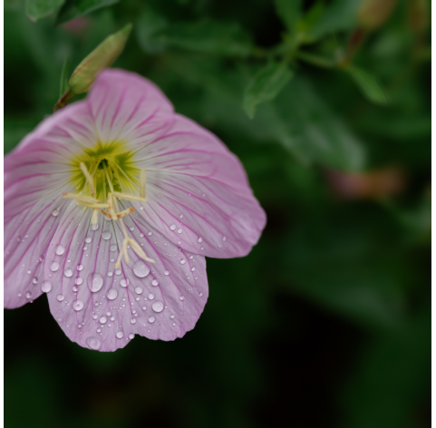 Oenothera siskiyou pink - Primavera rosada. Viveros González. Natural Garden Centre Marbella