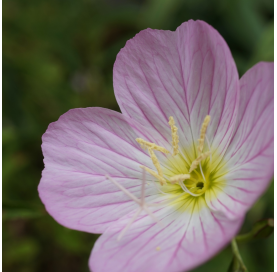 Oenothera siskiyou pink - Primavera rosada. Viveros González. Natural Garden Centre Marbella