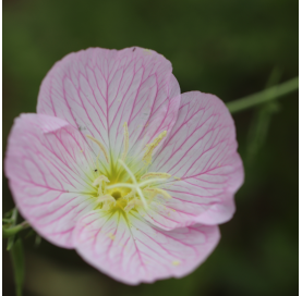 Oenothera siskiyou pink - Primavera rosada. Viveros González. Natural Garden Centre Marbella