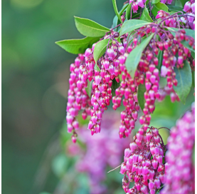Pieris japonica - Japanese Andromeda. Viveros González. Natural Garden Centre Marbella