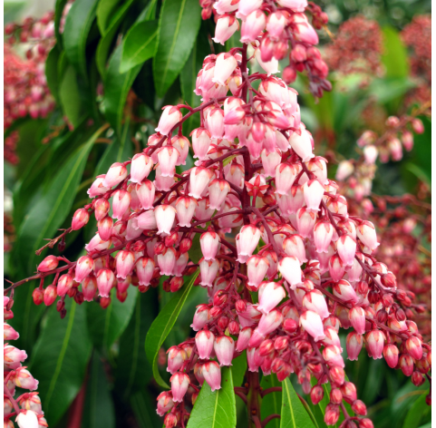 Pieris japonica - Japanese Andromeda. Viveros González. Natural Garden Centre Marbella