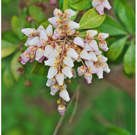 Pieris japonica - Japanese Andromeda. Viveros González. Natural Garden Centre Marbella