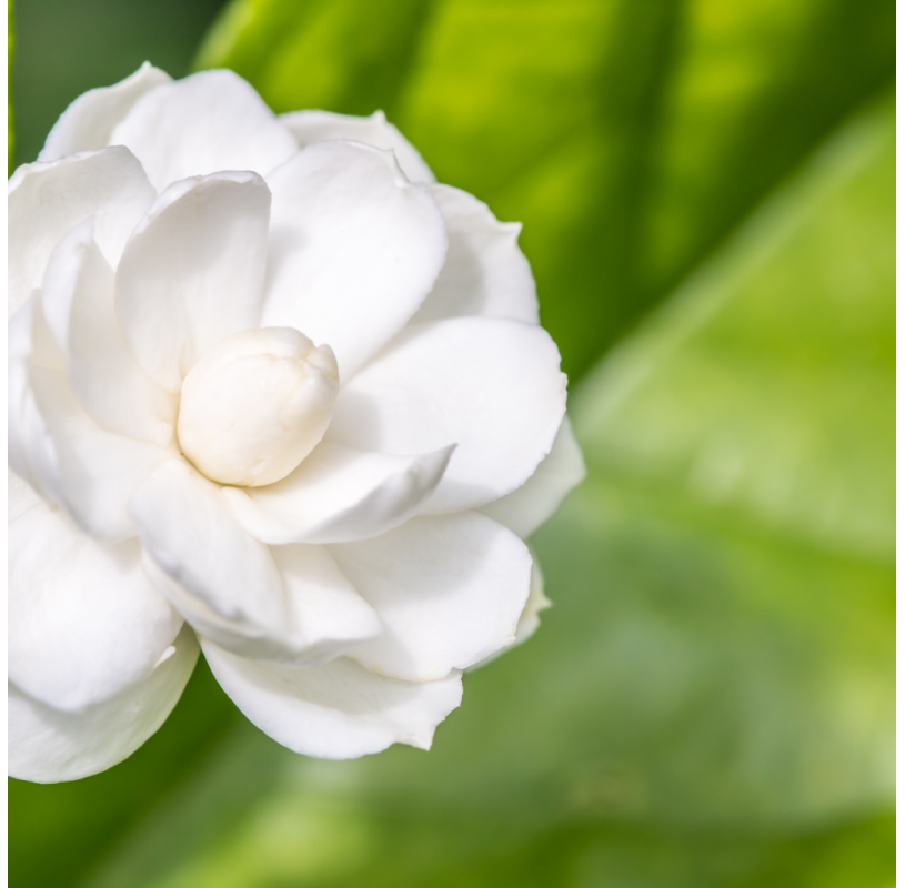 Jasminum sambac - Jazmín...