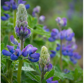 Veronica spicata candle...