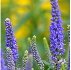 Veronica spicata candle bubblegum - verónica espigada. Viveros González. Natural Garden Centre Marbella