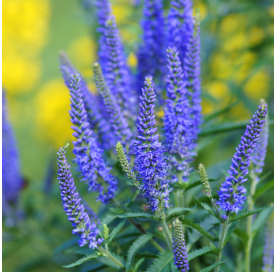 Veronica spicata candle bubblegum - verónica espigada. Viveros González. Natural Garden Centre Marbella