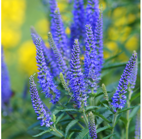 Veronica spicata candle bubblegum - verónica espigada. Viveros González. Natural Garden Centre Marbella