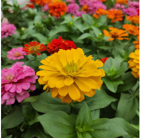 Zinnia elegans - Zinnia. Viveros Gonzalez. Natural Garden Centre Marbella