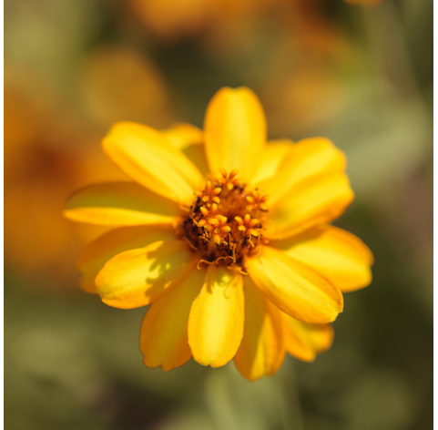 Zinnia elegans - Zinnia. Viveros Gonzalez. Natural Garden Centre Marbella