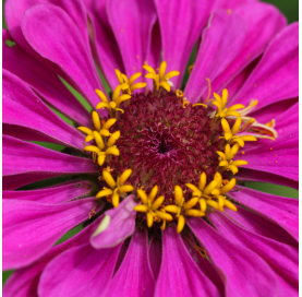 Zinnia elegans - Zinnia. Viveros Gonzalez. Natural Garden Centre Marbella