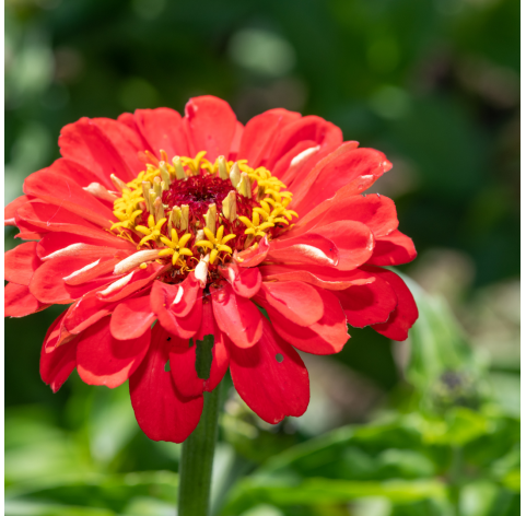 Zinnia elegans - Zinnia. Viveros Gonzalez. Natural Garden Centre Marbella