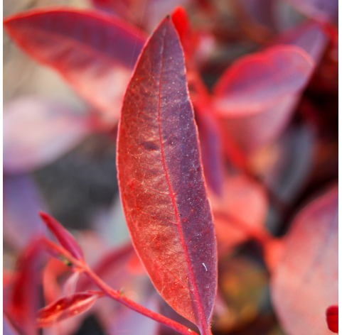 Alternanthera reineckii - Alternantera roja. Viveros González. Natural Garden Centre Marbella