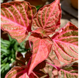 Alternanthera reineckii - Alternantera roja. Viveros González. Natural Garden Centre Marbella