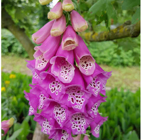 Digitalis - dedalera. Viveros Gonzalez. Natural Garden Centre Marbella