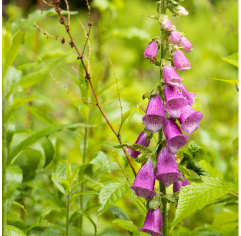 Digitalis - dedalera. Viveros Gonzalez. Natural Garden Centre Marbella