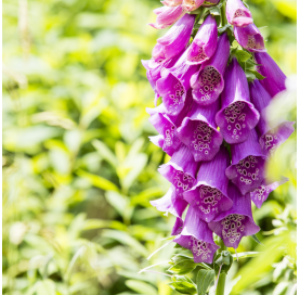 Digitalis - dedalera. Viveros Gonzalez. Natural Garden Centre Marbella