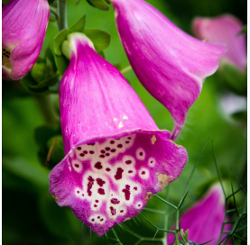 Digitalis - dedalera. Viveros Gonzalez. Natural Garden Centre Marbella