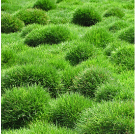 Zoysia tenusima. Viveros González. Natural Garden Centre Marbella