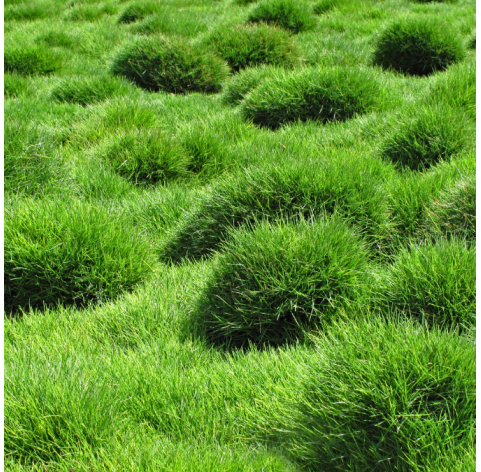 Zoysia tenusima. Viveros González. Natural Garden Centre Marbella