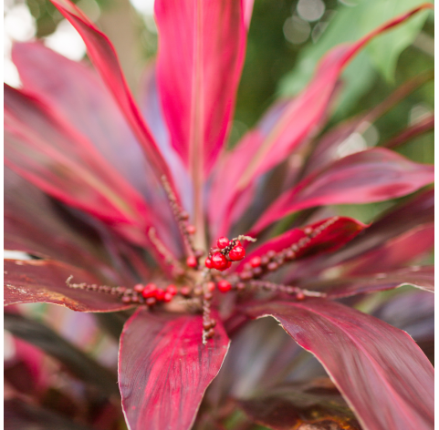 Cordyline banksii - Drácena de Nueva Zelanda. Viveros Gonzalez. Natural Garden Centre Marbella