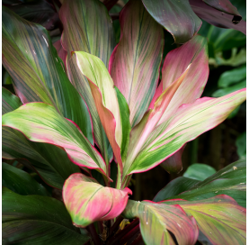 Cordyline banksii - forest...