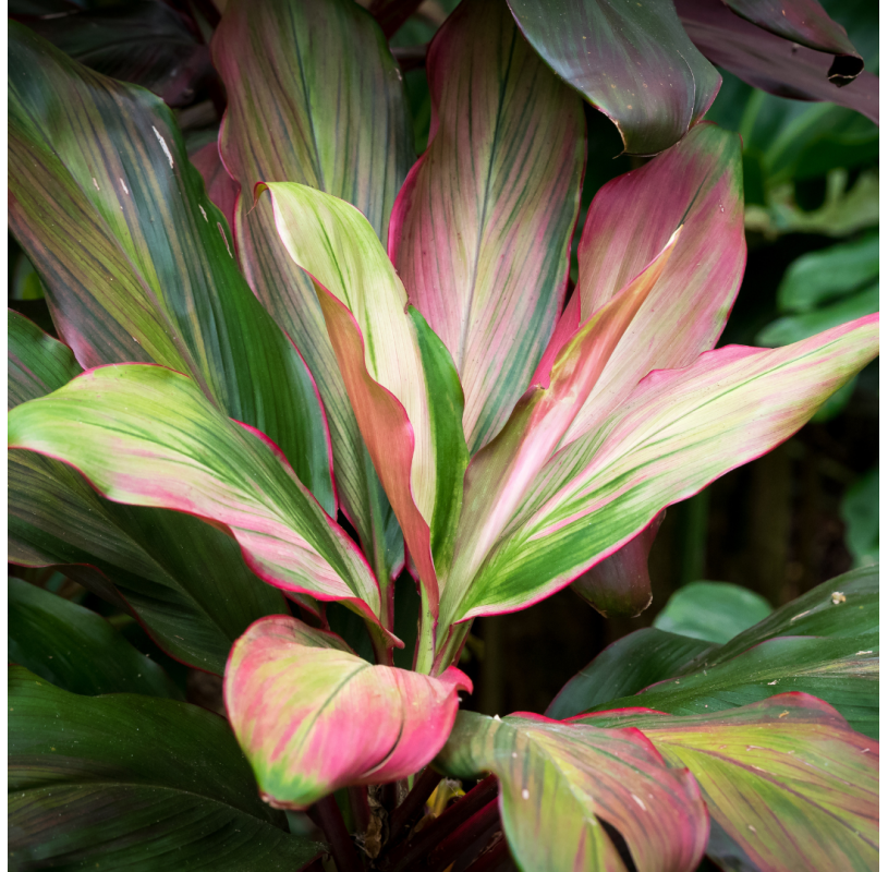 Cordyline banksii - forest...