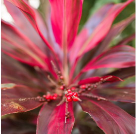 Cordyline banksii - Drácena de Nueva Zelanda. Viveros Gonzalez. Natural Garden Centre Marbella