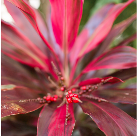 Cordyline banksii - Drácena de Nueva Zelanda. Viveros Gonzalez. Natural Garden Centre Marbella