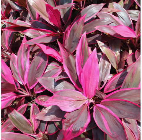 Cordyline banksii - Drácena de Nueva Zelanda. Viveros Gonzalez. Natural Garden Centre Marbella