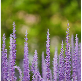 Muscari - Liriope o césped...