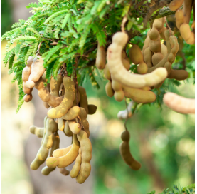 Tamarindus indica - Tamarindo. Viveros Gonzalez. Natural Garden Centre Marbella