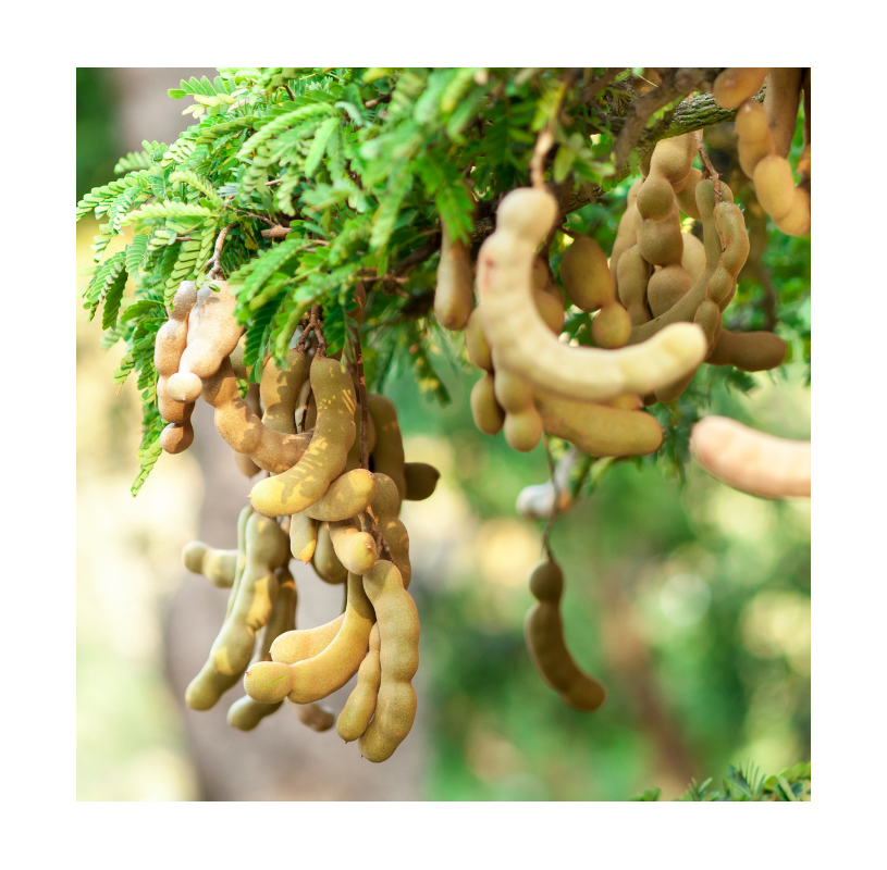 Tamarindus indica - Tamarindo. Viveros Gonzalez. Natural Garden Centre Marbella