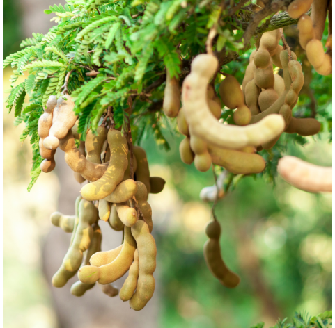 Tamarindus indica - Tamarindo. Viveros Gonzalez. Natural Garden Centre Marbella