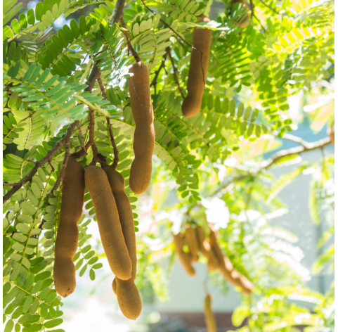 Tamarindus indica - Tamarindo. Viveros Gonzalez. Natural Garden Centre Marbella