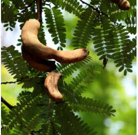 Tamarindus indica - Tamarindo. Viveros Gonzalez. Natural Garden Centre Marbella